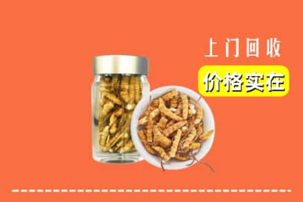 武威市回收散虫草